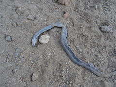 Macroprotodon brevis