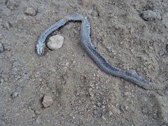 Macroprotodon brevis