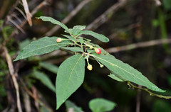 Capsiceae