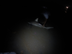 Carcharhinus limbatus