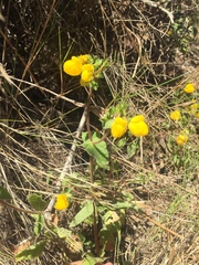 Calceolaria glandulosa