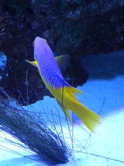 Stegastes variabilis