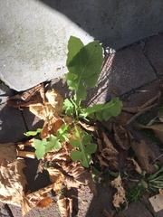 Sonchus oleraceus