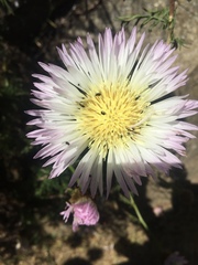 Plectocephalus chilensis