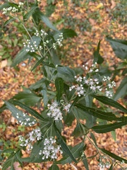 Eupatorium serotinum