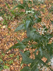 Eupatorium serotinum
