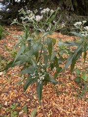 Eupatorium serotinum