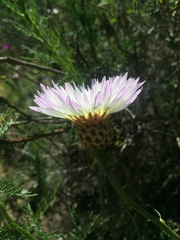 Plectocephalus chilensis