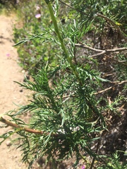 Plectocephalus chilensis