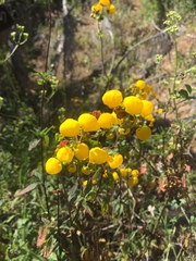 Calceolaria ascendens