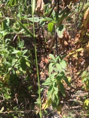 Calceolaria ascendens