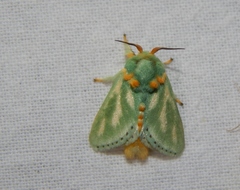 Coenobasis amoena