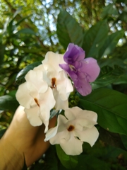 Brunfelsia