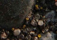 Candelariella aurella