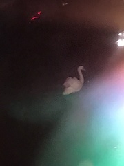 Cygnus olor
