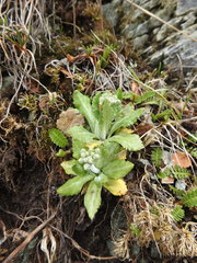 Primula magellanica