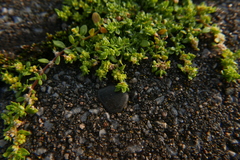 Candelariella aurella