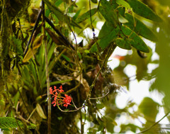 Epidendrum cochlidium