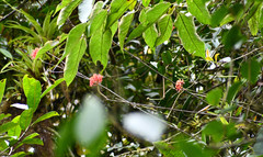 Epidendrum cochlidium