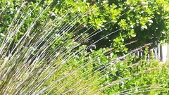 Thamnochortus insignis