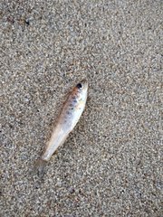 Percopsis omiscomaycus