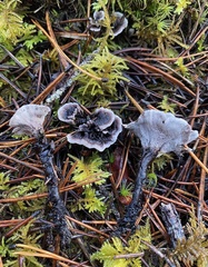 Phellodon tomentosus