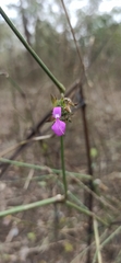 Dicliptera unguiculata