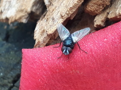 Leucostomatini