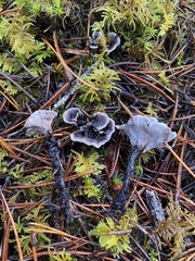 Phellodon tomentosus