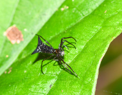 Micrathena pilaton