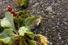 Apteropeda