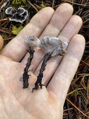 Phellodon tomentosus