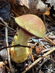 Chalciporus rubinellus