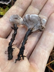 Phellodon tomentosus