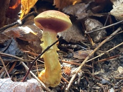 Chalciporus rubinellus