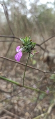 Dicliptera unguiculata