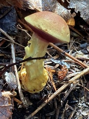 Chalciporus rubinellus