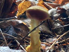 Chalciporus rubinellus