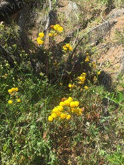 Calceolaria ascendens