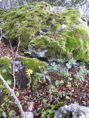 Ranunculus peduncularis