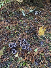 Phellodon tomentosus