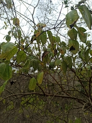 Achatocarpus pubescens