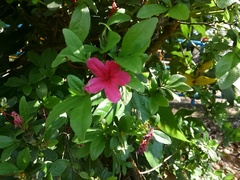 Rhododendron