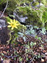 Ranunculus peduncularis