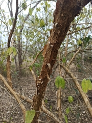 Achatocarpus pubescens