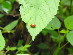 Aegithus clavicornis