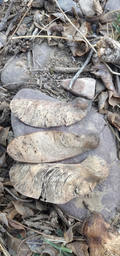 Tipuana tipu