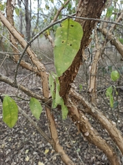 Achatocarpus pubescens