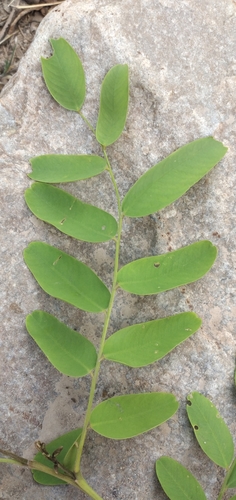 Tipuana tipu