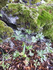 Ranunculus peduncularis